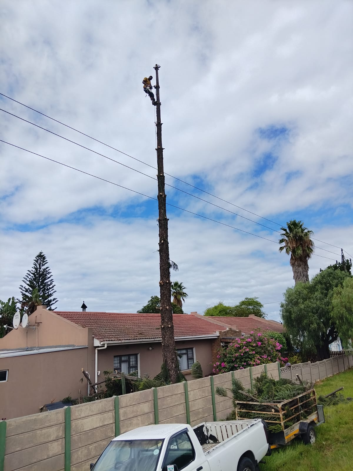 Tree topping