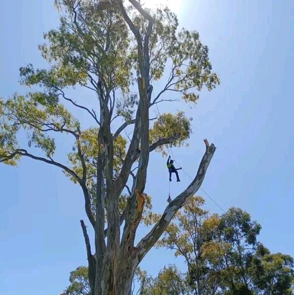 Tree pruning