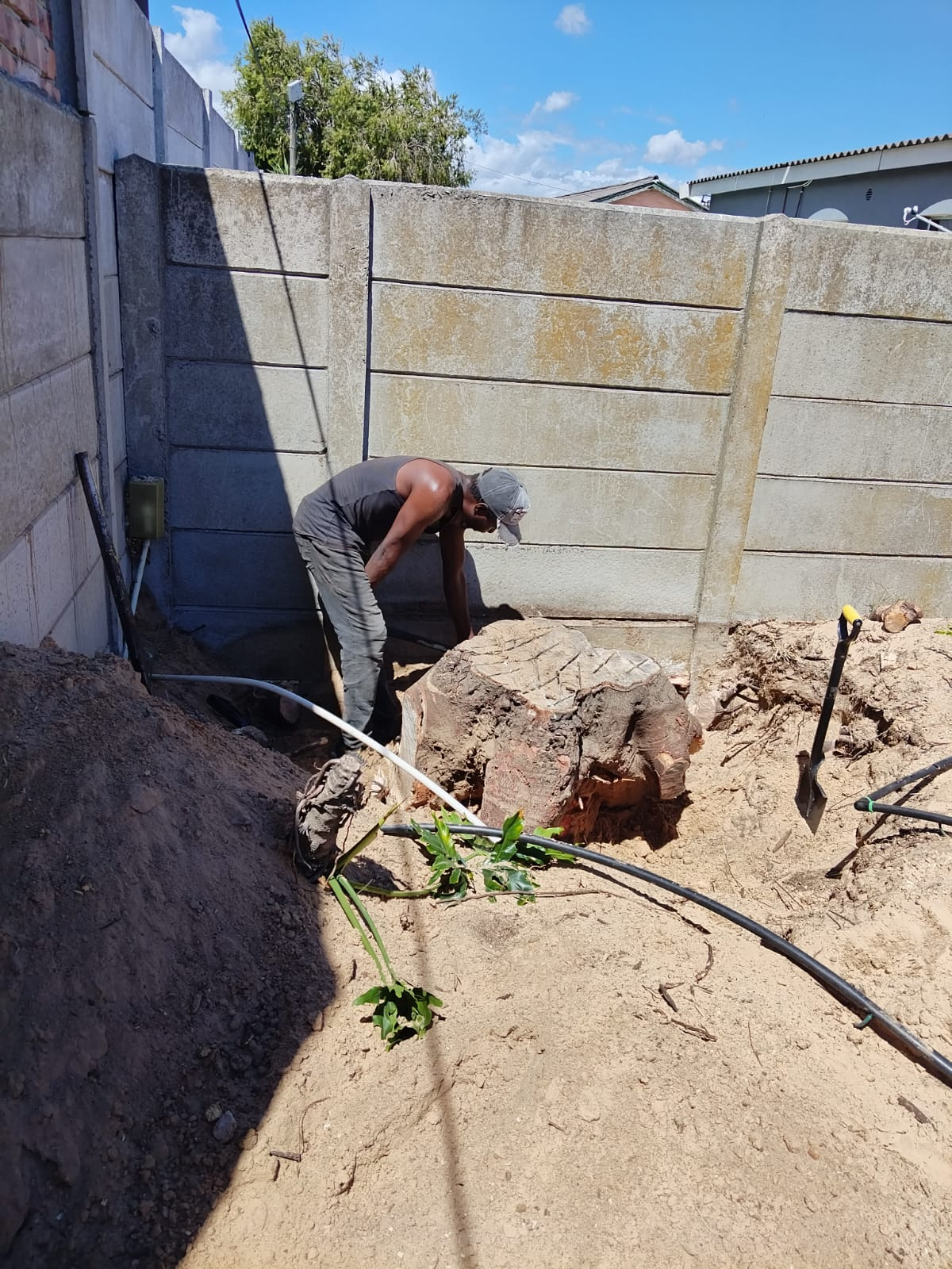 Stump removal site